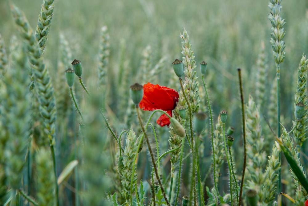 fleur rouge sur herbe verte