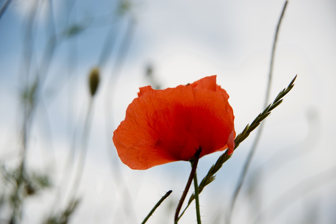 red flower in tilt shift lens