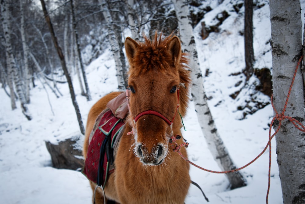 brown horse on snow covered ground during daytime