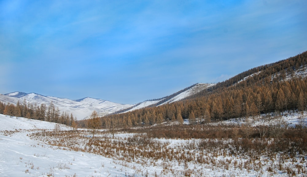 snow covered field and trees under blue sky during daytime