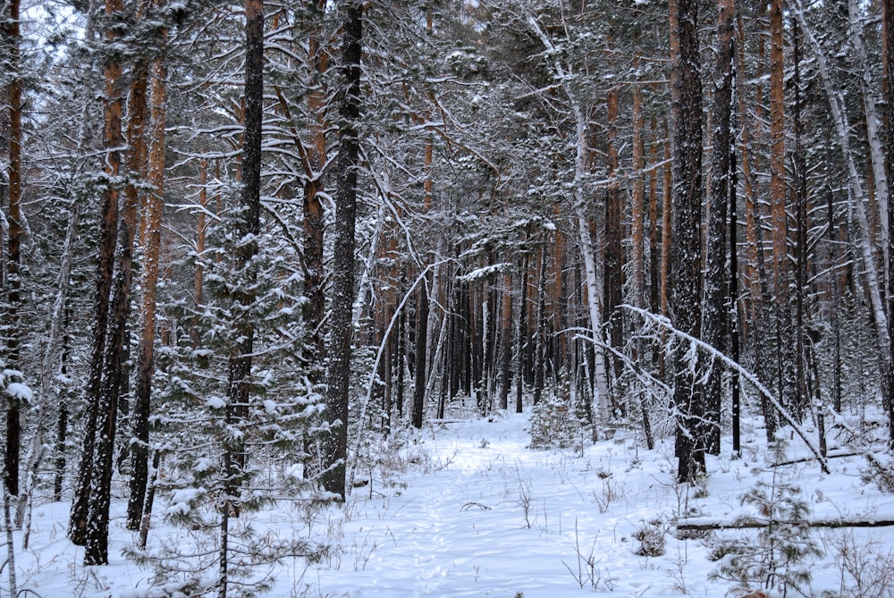 snow covered trees during daytime