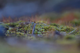 A serene close-up of tarot cards resting on a bed of green moss under soft natural light.