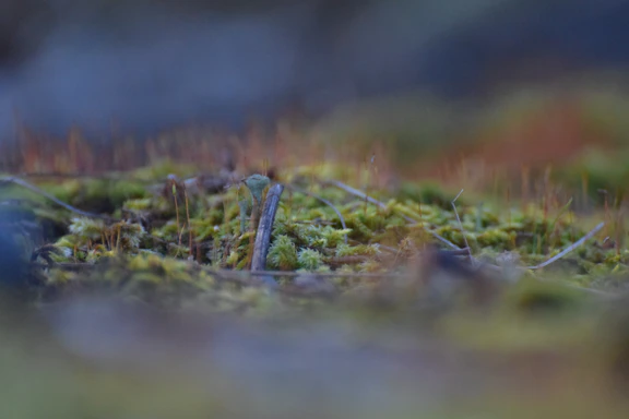 A serene close-up of tarot cards resting on a bed of green moss under soft natural light.