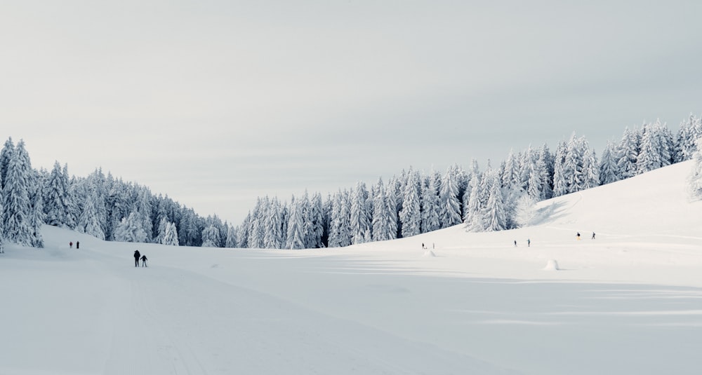 snow covered field and trees during daytime