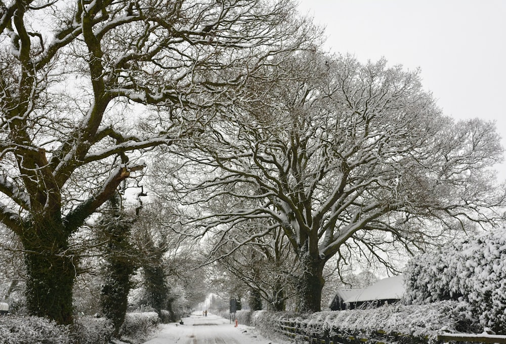 brown trees on snow covered ground during daytime