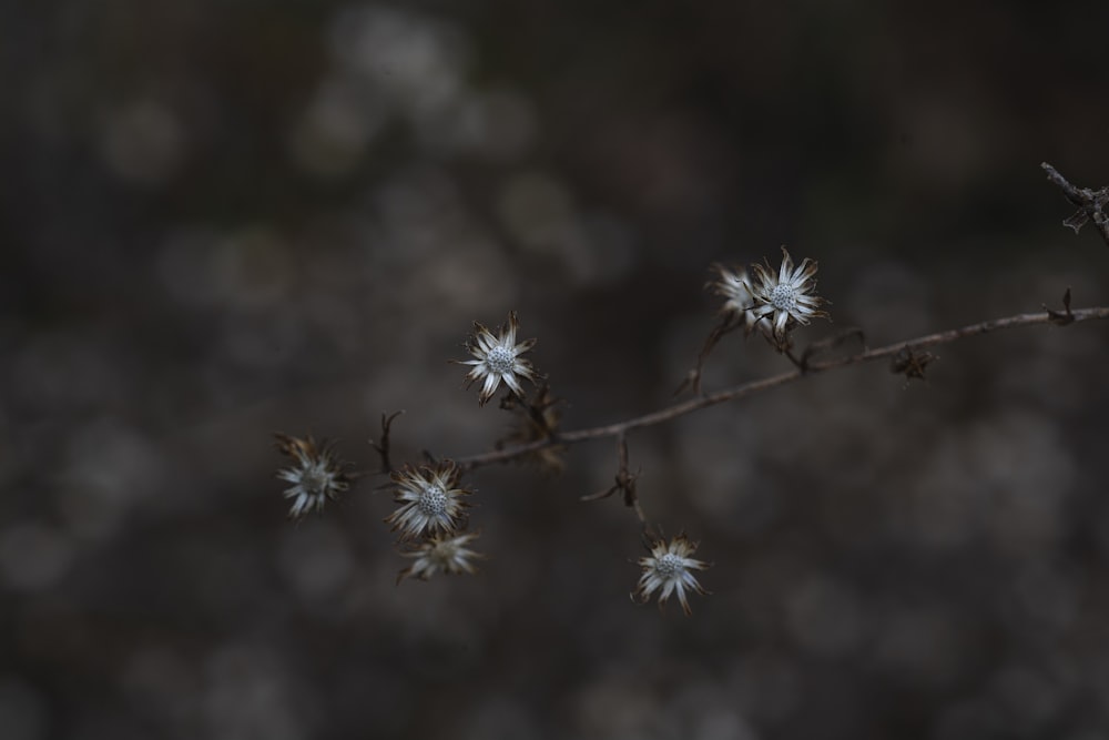 white flower in close up photography