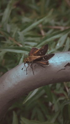 A brown butterfly with intricate patterns on its wings rests on a curved piece of wood or branch. The background is filled with green leaves, giving a natural and earthy feel.