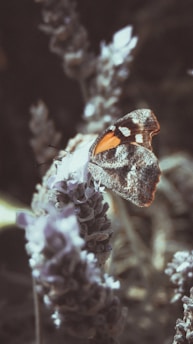 A serene mother butterfly resting on a lavender flower, symbolizing care and transformation.