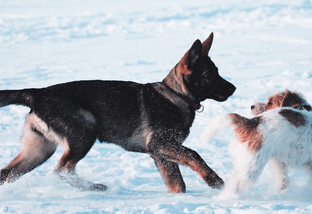 black and tan german shepherd puppy running on snow covered ground during daytime