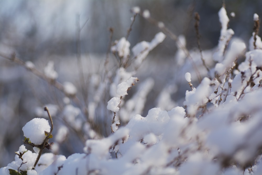 árvore coberta de neve durante o dia