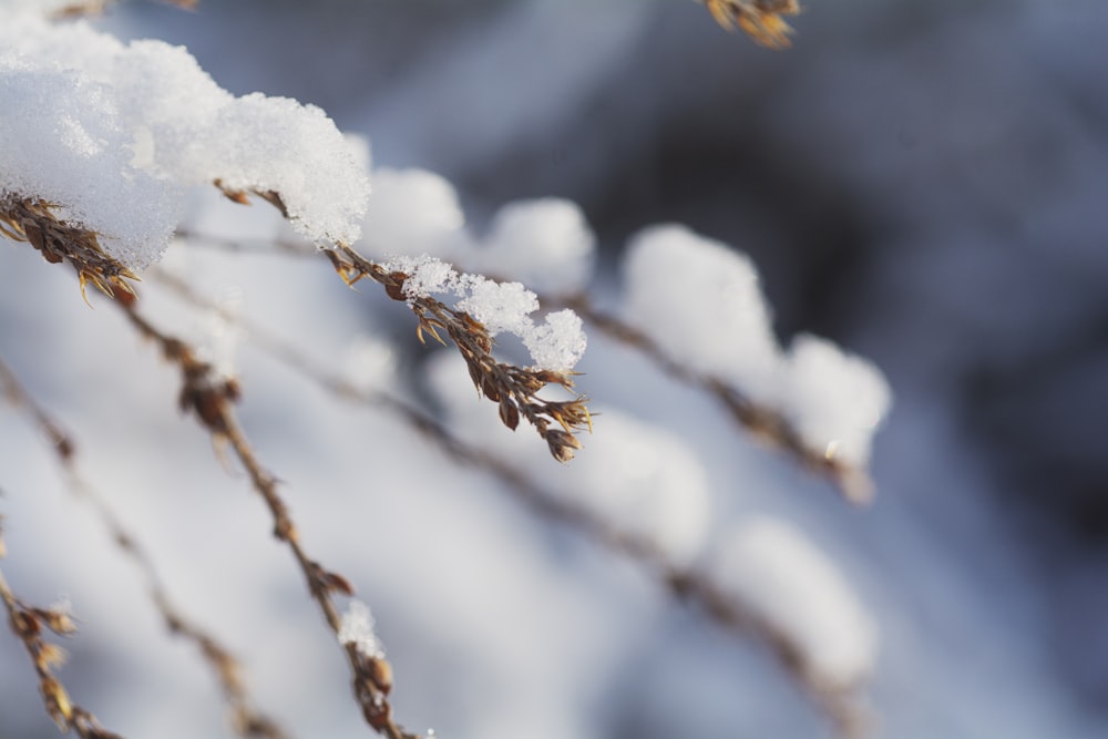 white snow on brown tree branch
