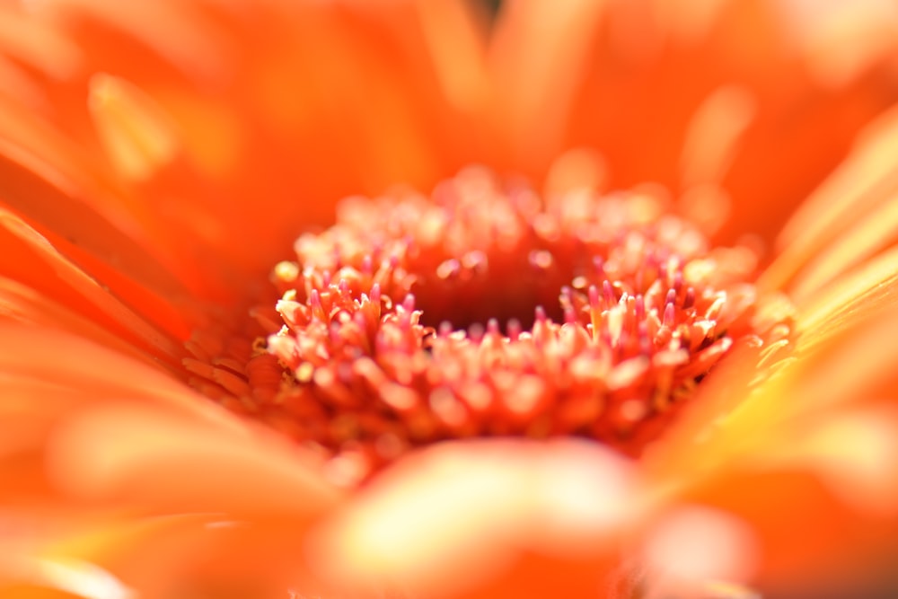 orange and red flower in macro photography