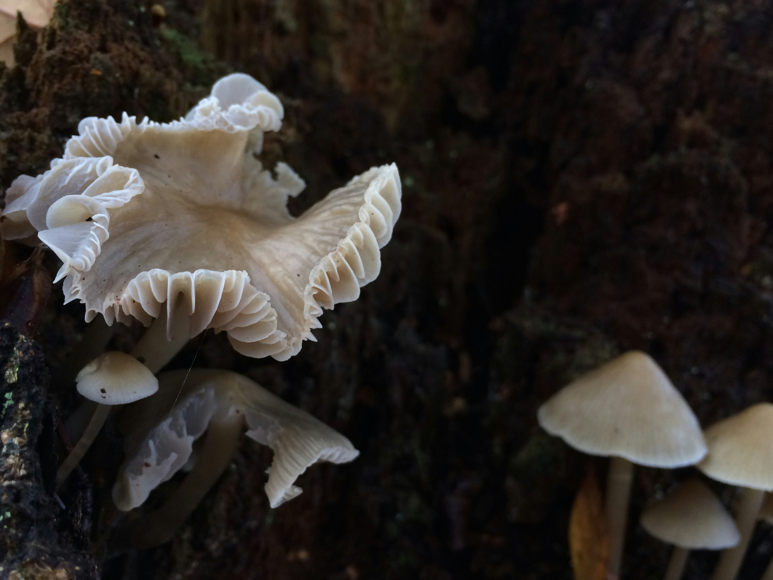 white mushroom in close up photography