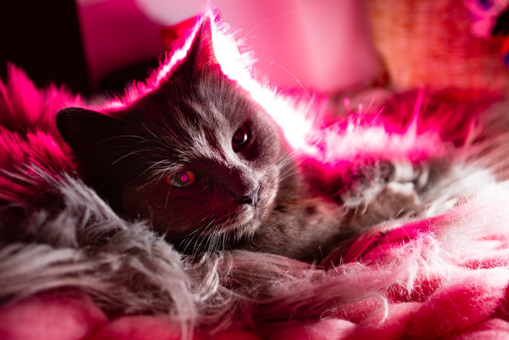 Pink Cat | Free Images on Unsplash