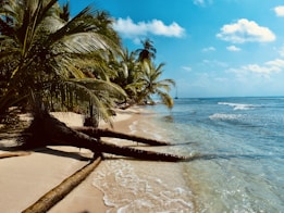 palm tree on beach shore during daytime
