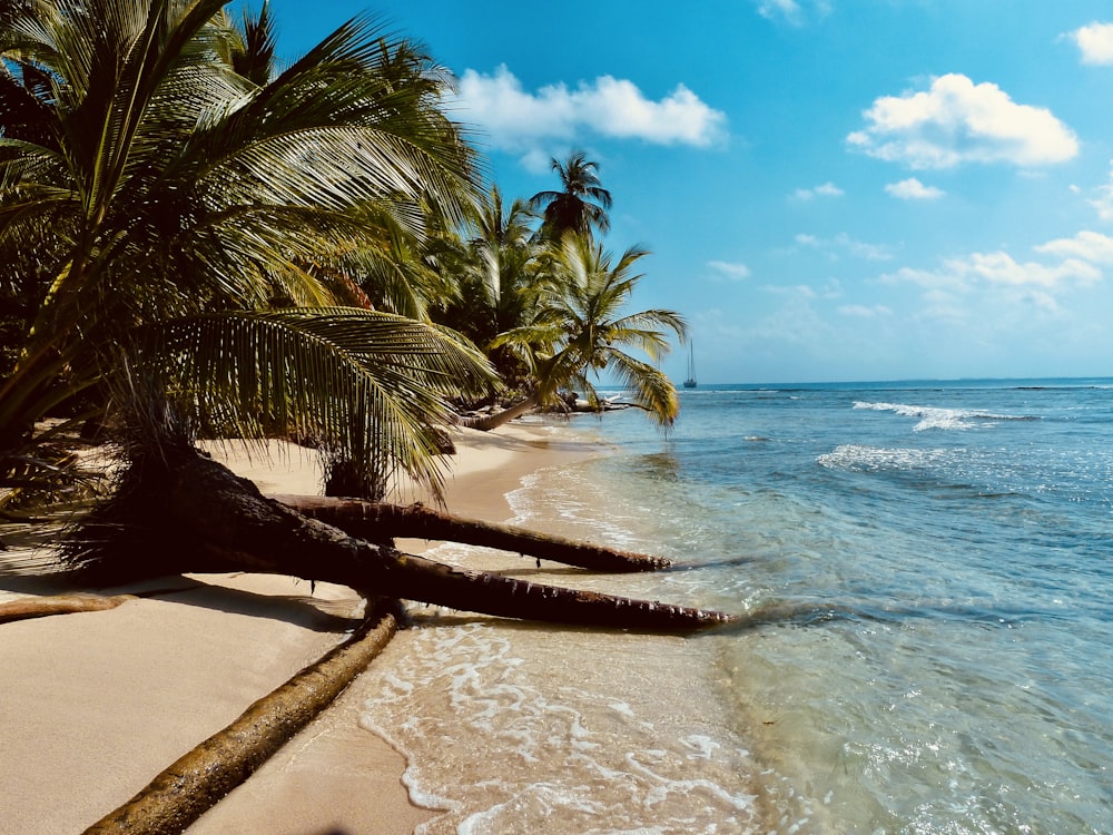 Palmera en la orilla de la playa durante el día