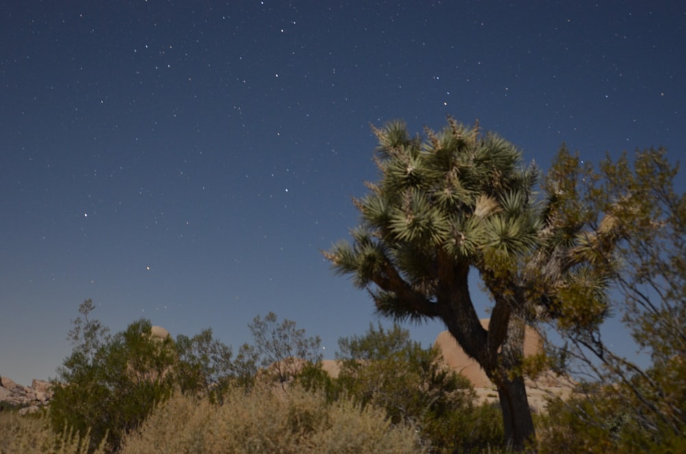 green tree on brown grass field during night time