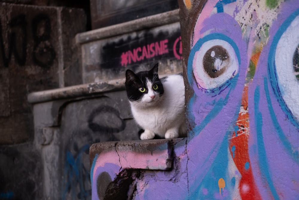 gato blanco y negro en pared de hormigón azul y rojo