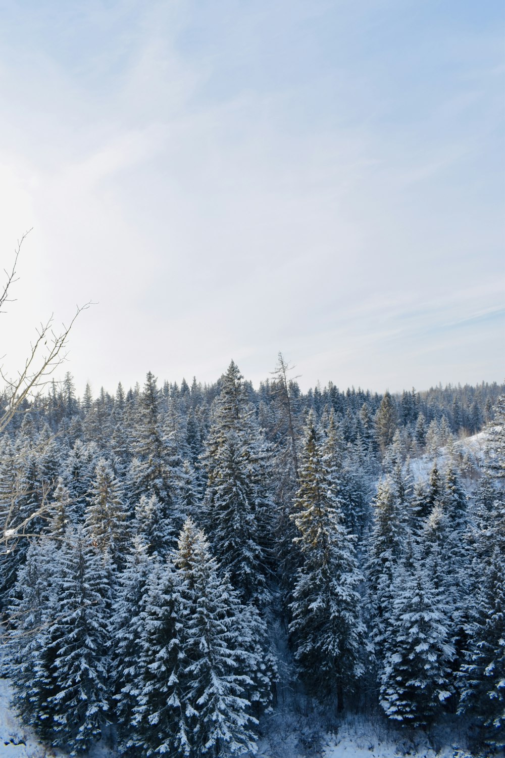 snow covered pine trees under white sky during daytime