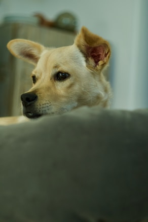 A close-up of a light brown dog with pointed ears, seen from the side. The dog's expression appears calm and attentive, with its gaze directed forward. The background is softly focused, giving a warm, homey atmosphere.