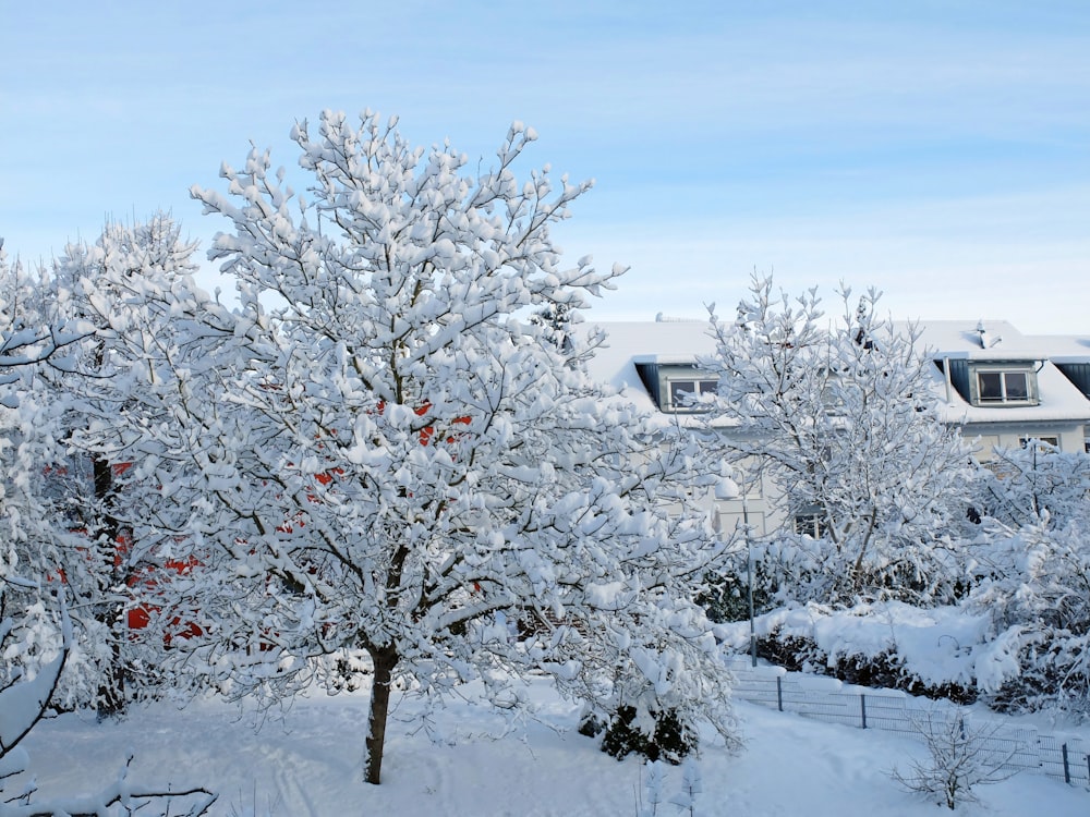 snow covered trees and houses during daytime