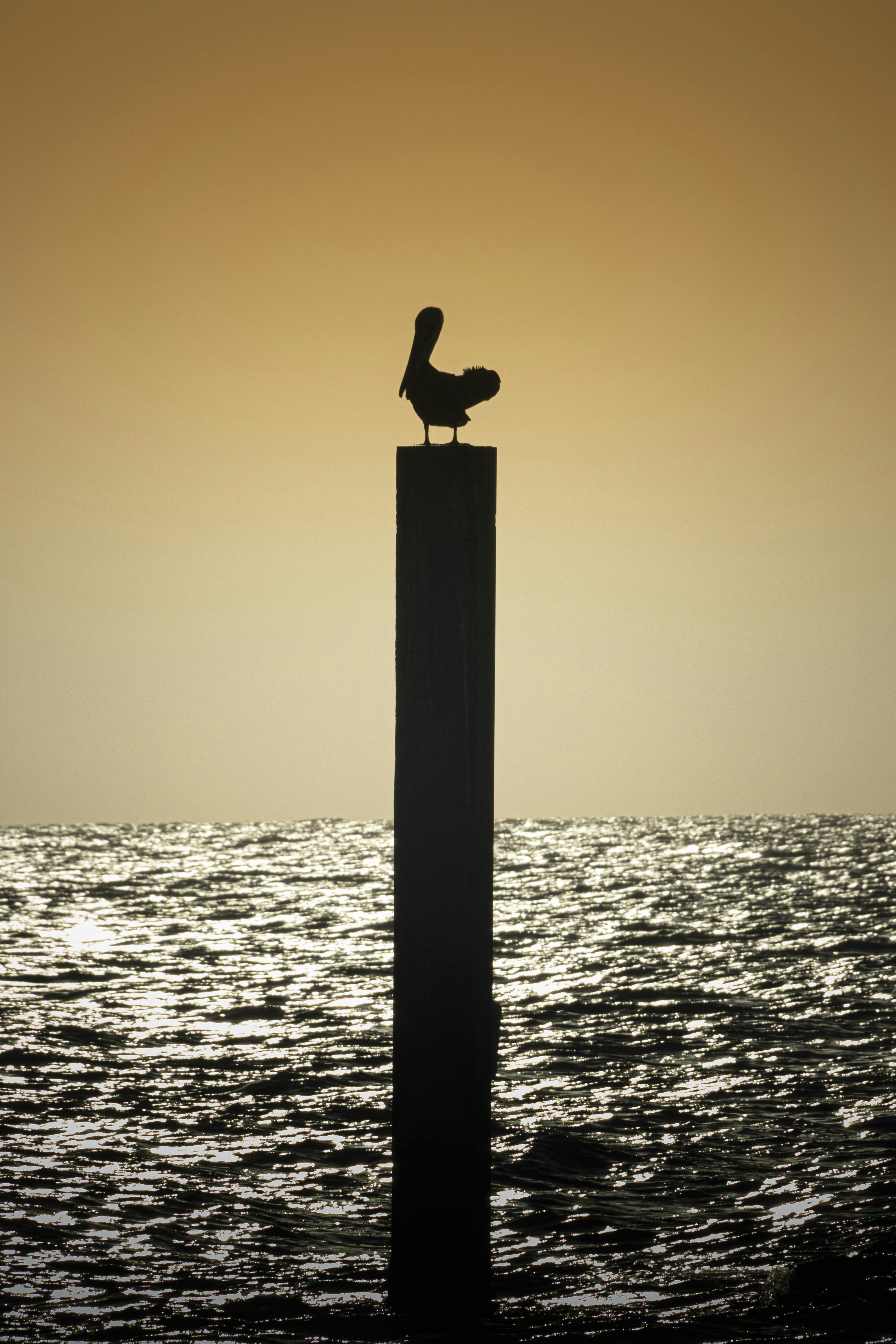 Silueta del pájaro en el poste durante la puesta del sol