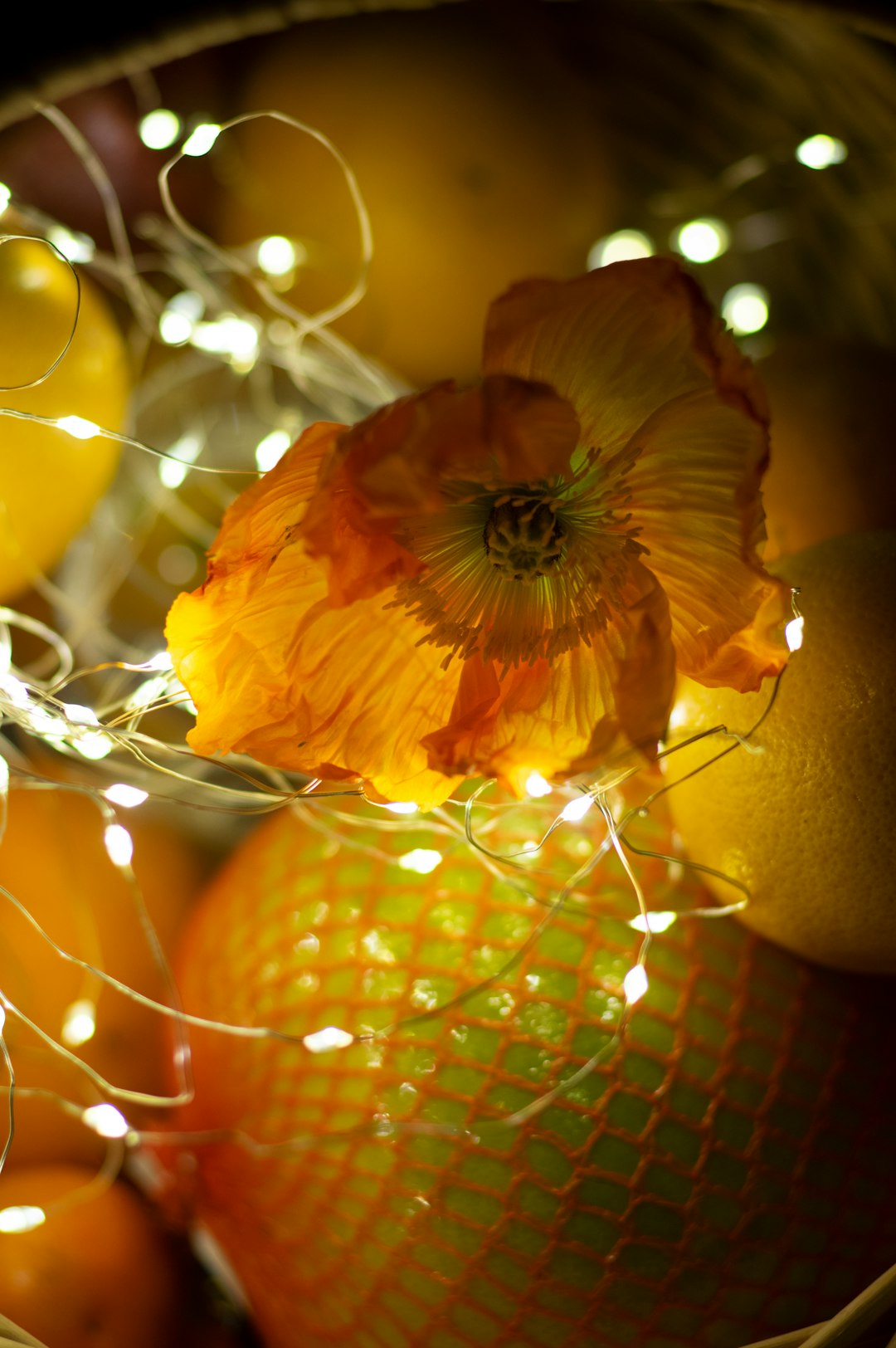 yellow and red flower in close up photography