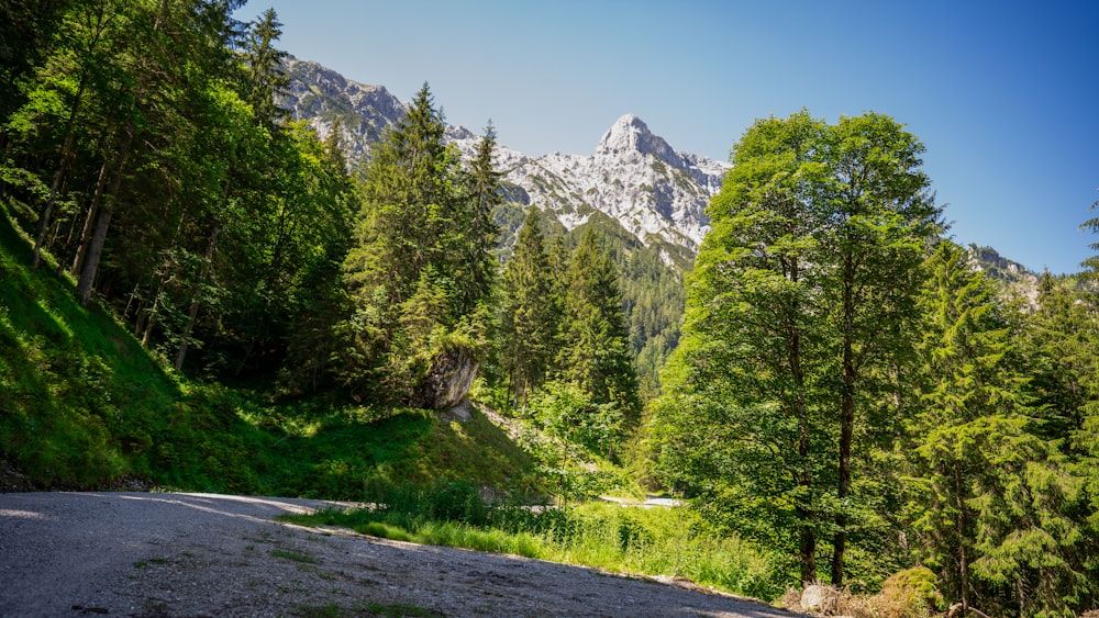 green trees near mountain under blue sky during daytime