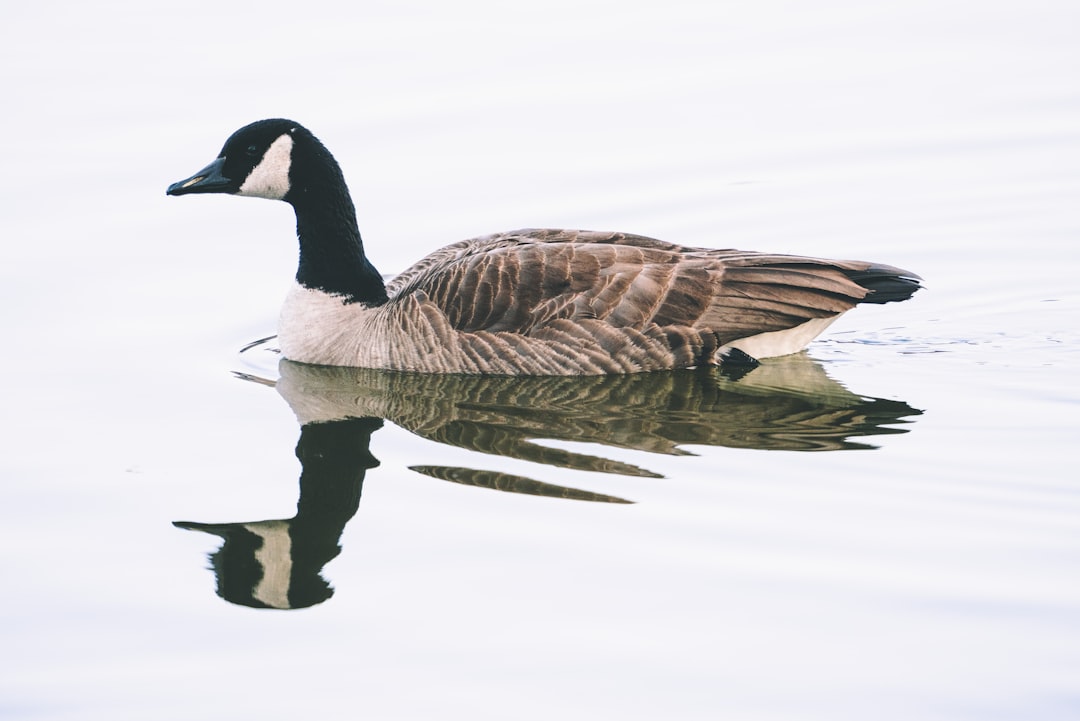 brown duck on water during daytime