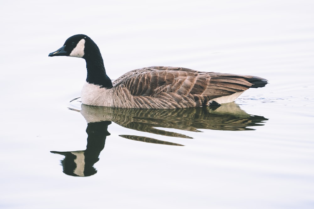 brown duck on water during daytime