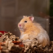 brown and white hamster on brown dried leaves