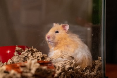 A fluffy, light-colored hamster sits in a cage surrounded by shredded bedding. There is a red object, possibly a bowl, partially visible on the left side.