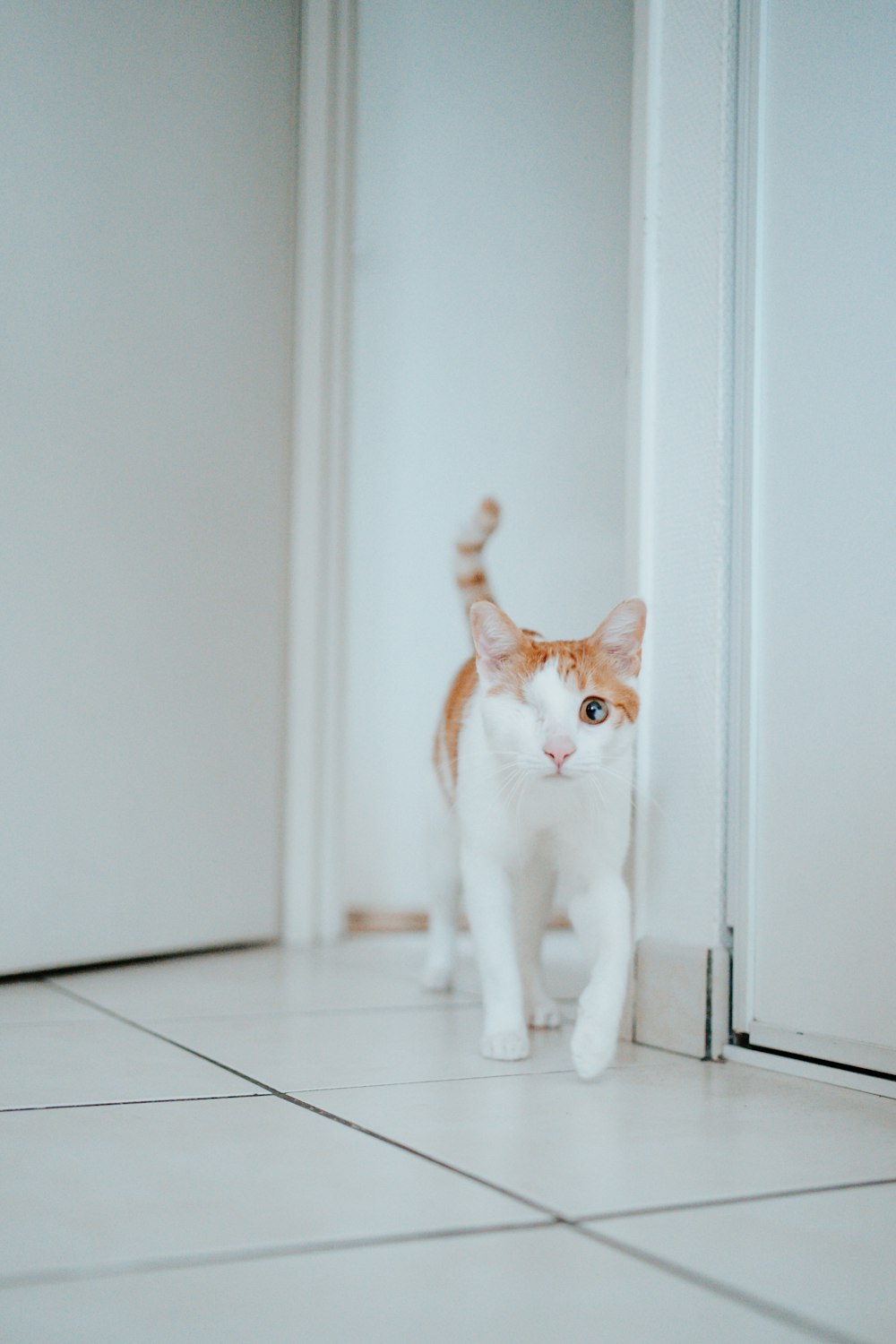 white and orange cat on white floor tiles