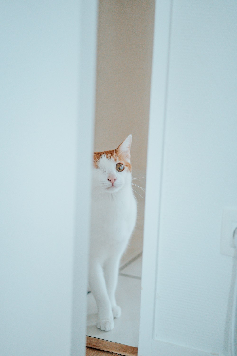 white and orange cat on white wall