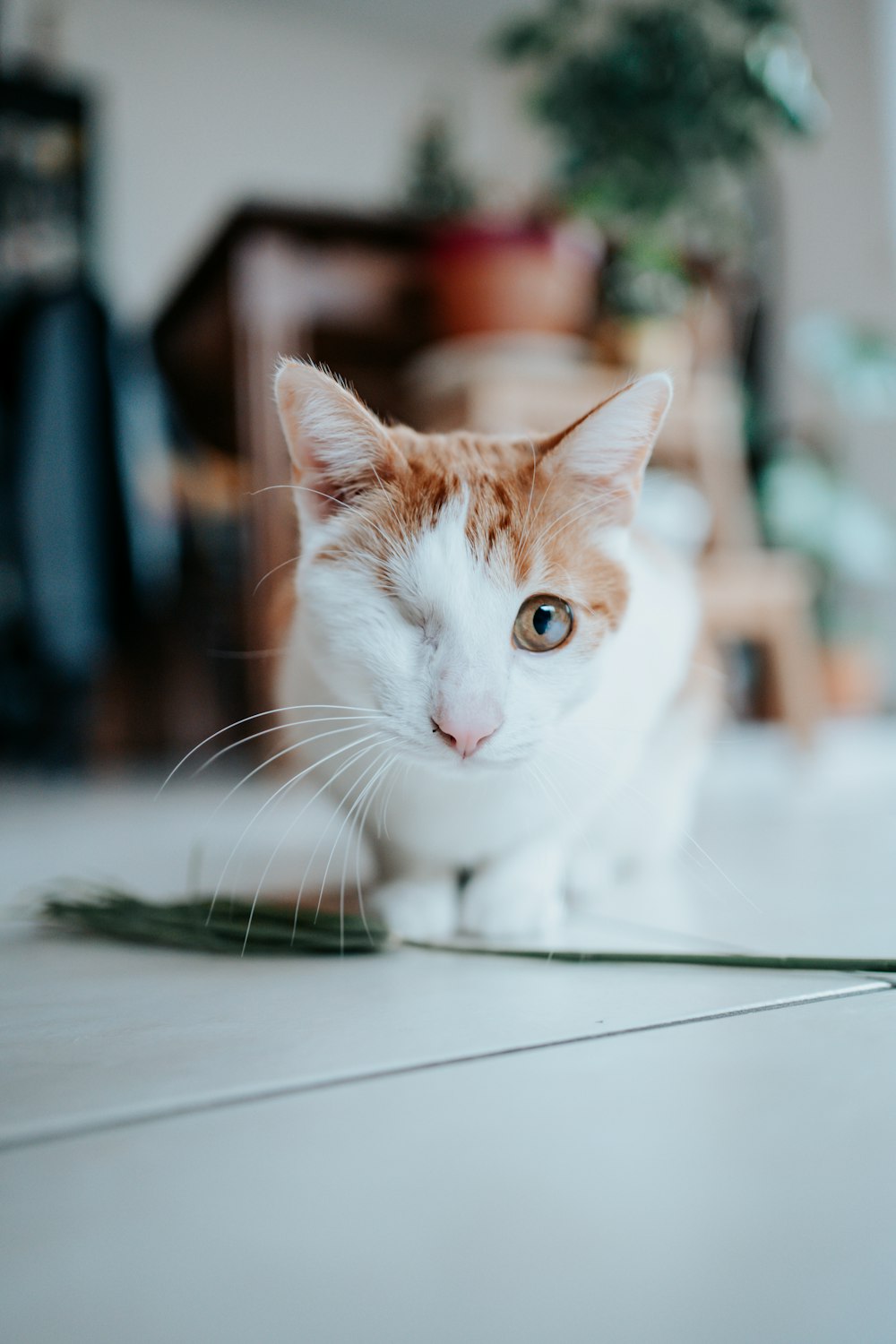 orange and white tabby cat lying on white table