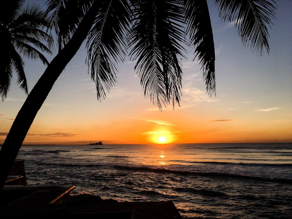 palm tree near body of water during sunset