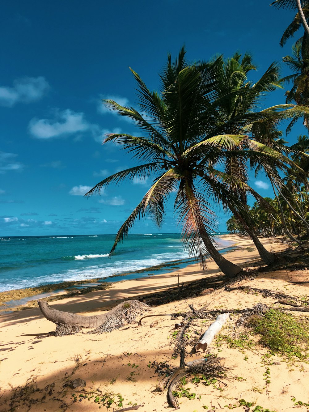 palmier sur le rivage de la plage pendant la journée