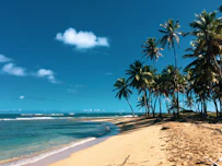 palm trees on beach shore during daytime