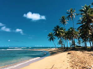 A sandy beach with palm trees and clear blue water under a bright sky