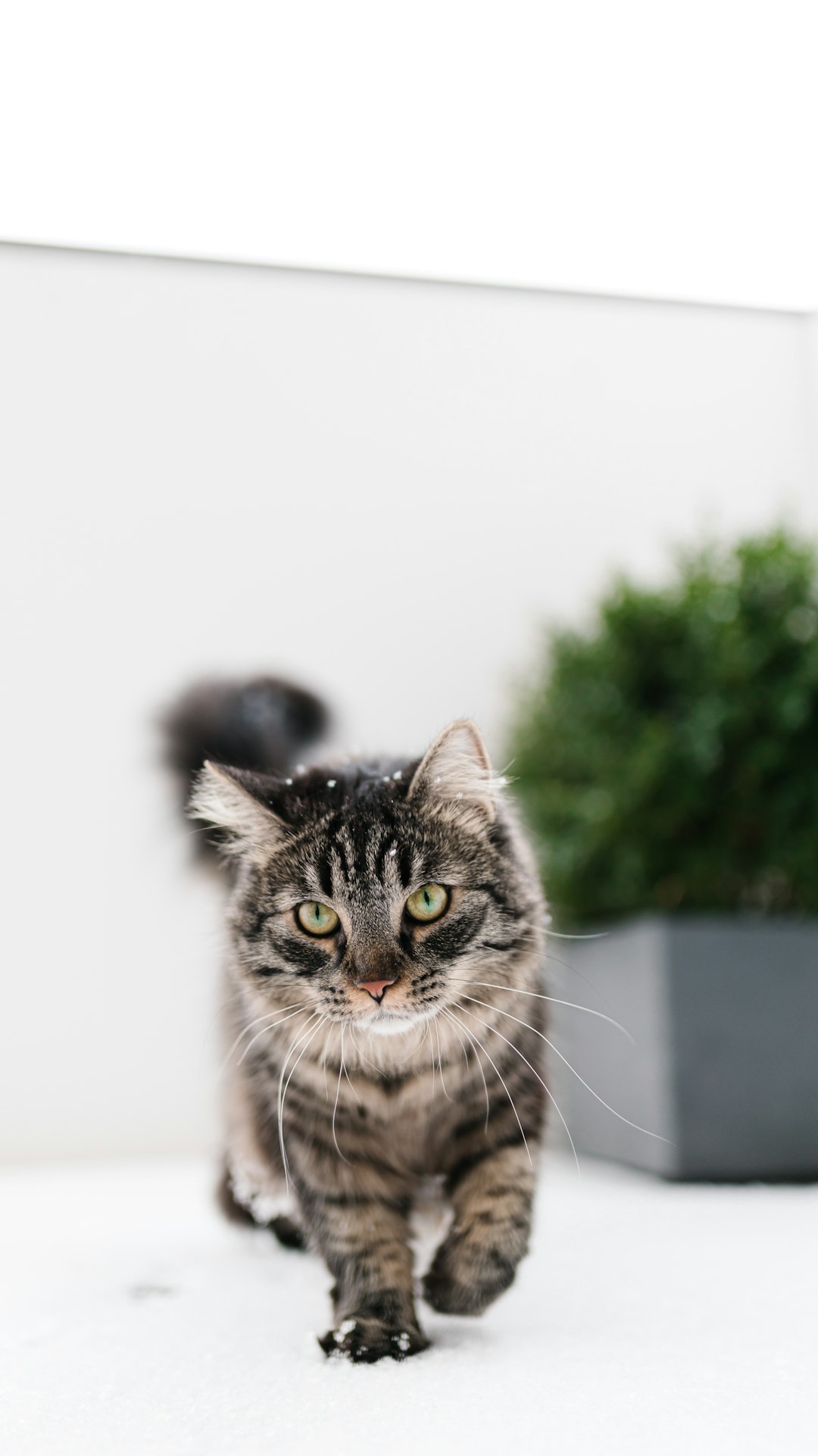 silver tabby cat in tilt shift lens