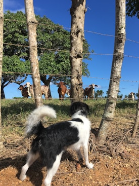 A small black and white dog stands on a patch of dirt and grass, observing a group of cows behind a barbed wire fence. The cows are grazing under the shade of a large tree in a grassy field. Several tree trunks are aligned vertically, forming part of the fence. The sky is clear and blue, creating a bright and pastoral setting.