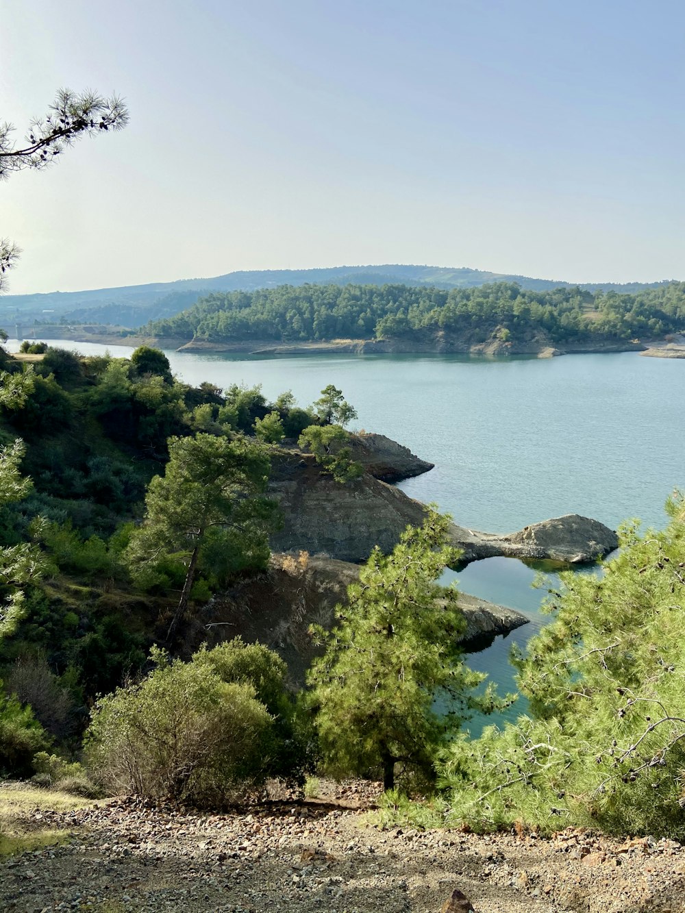 green trees near body of water during daytime