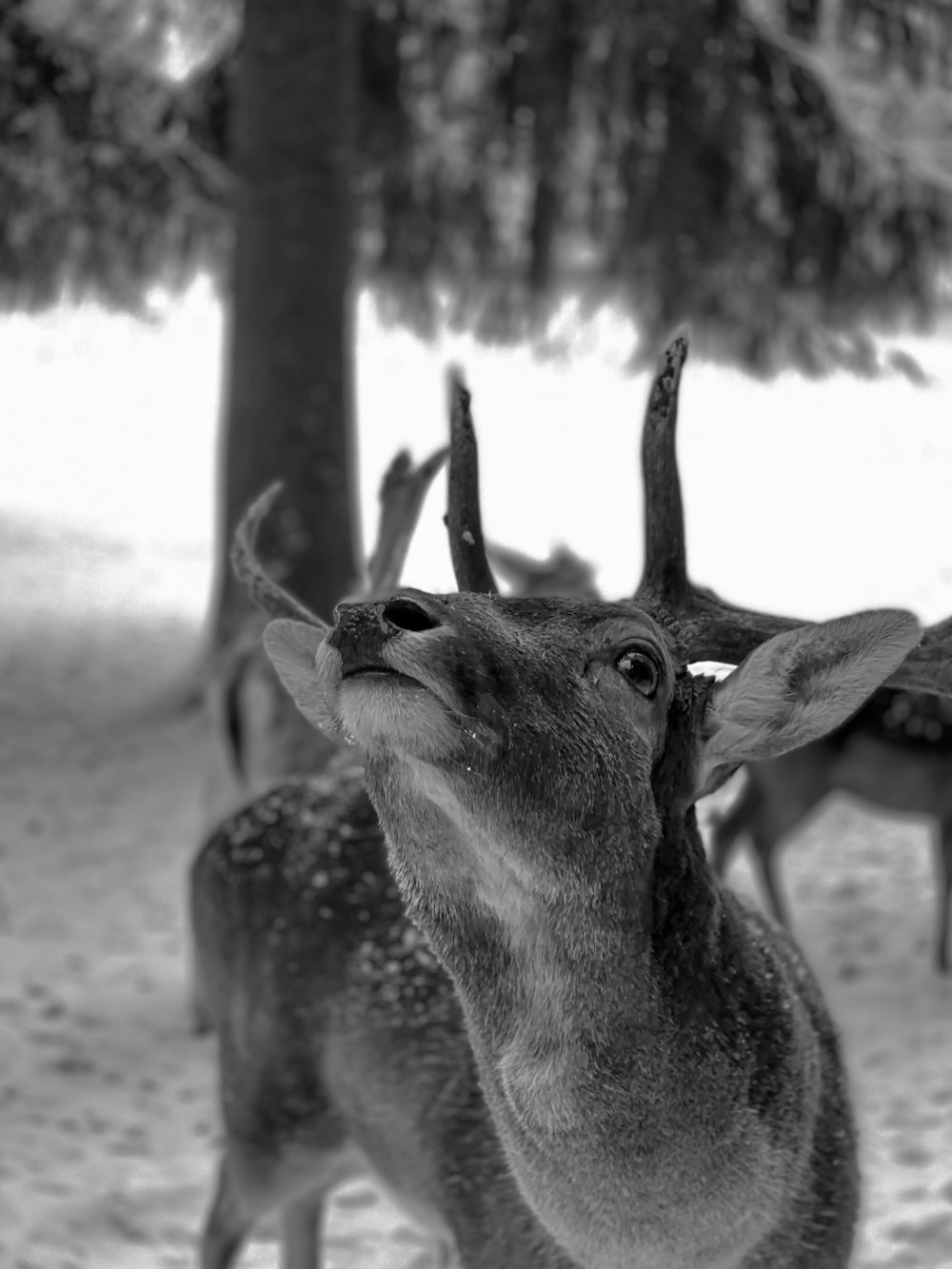 grayscale photo of deer on sand
