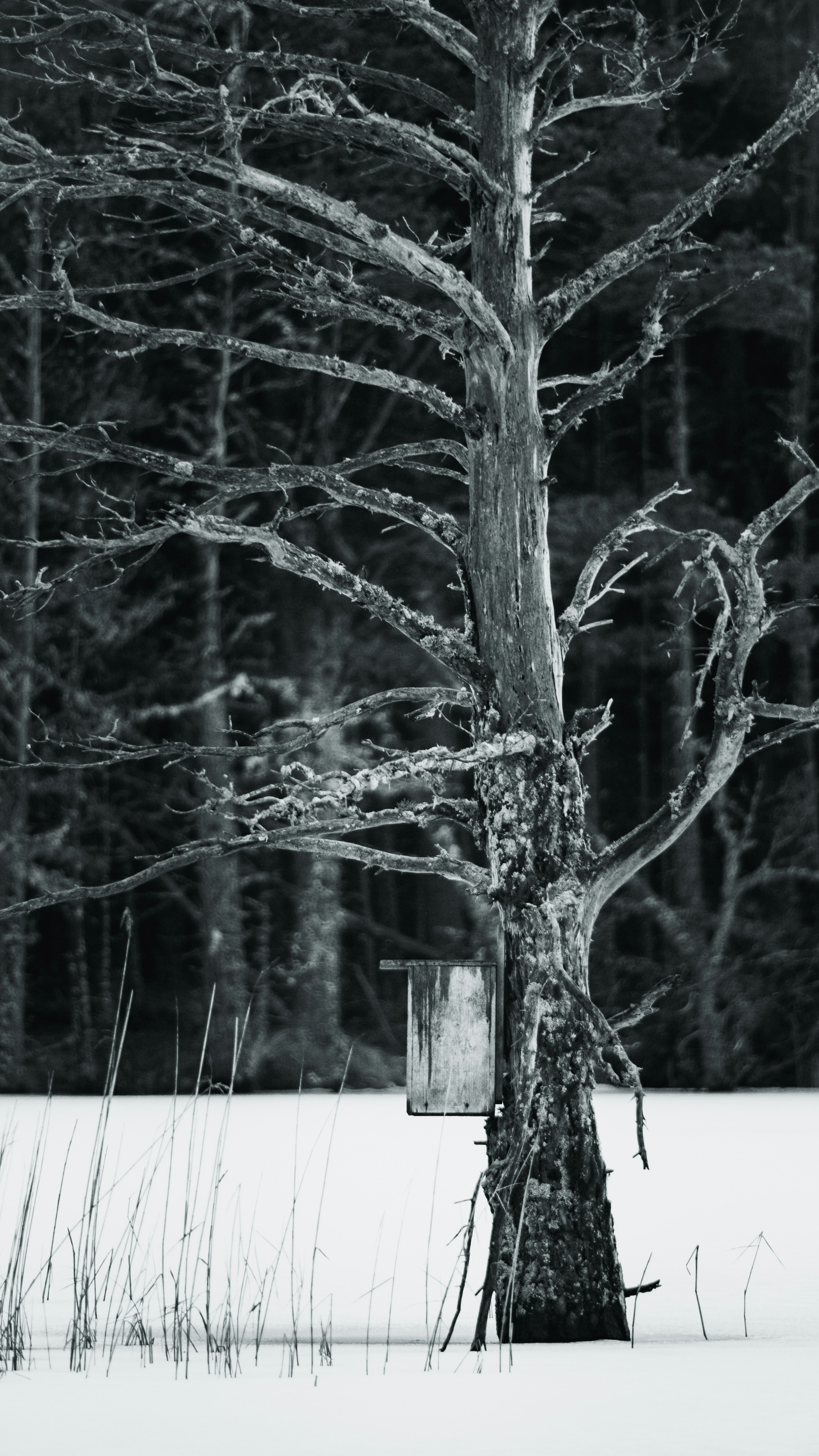 Green tree on snow covered ground during daytime photo – Free Forest ...