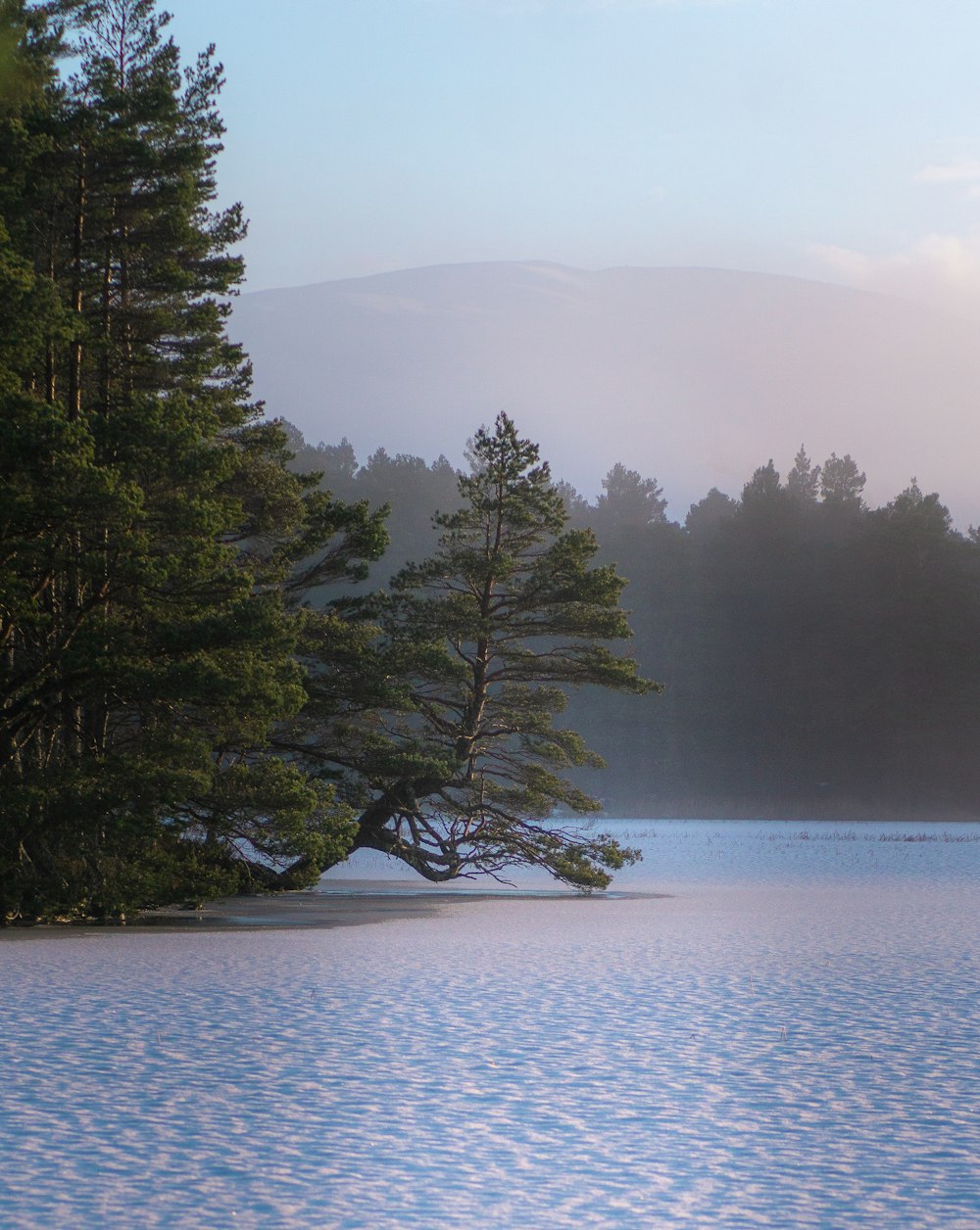 green trees near body of water during daytime