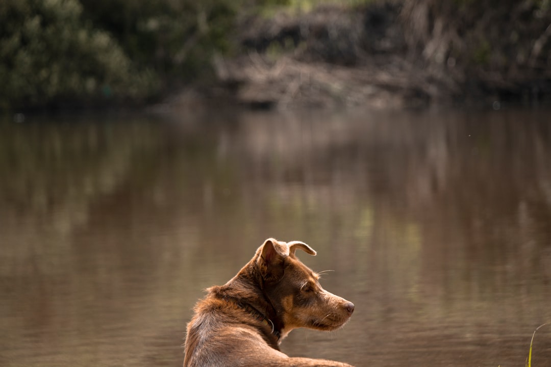brown short coated dog on water
