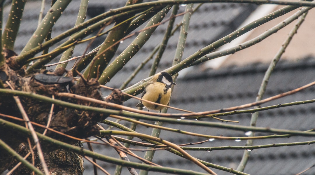 yellow and black bird on brown tree branch during daytime