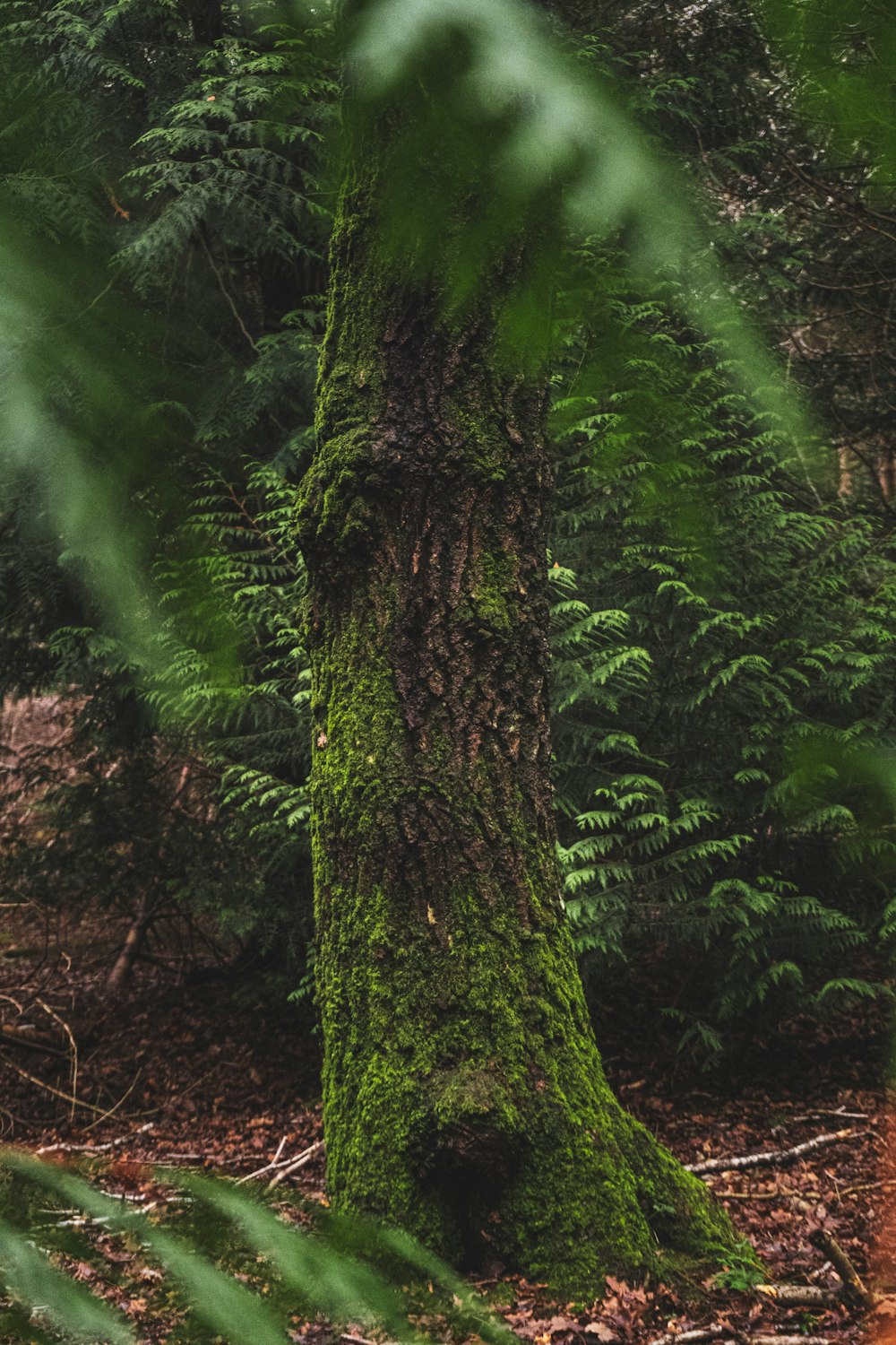 green moss on brown tree trunk