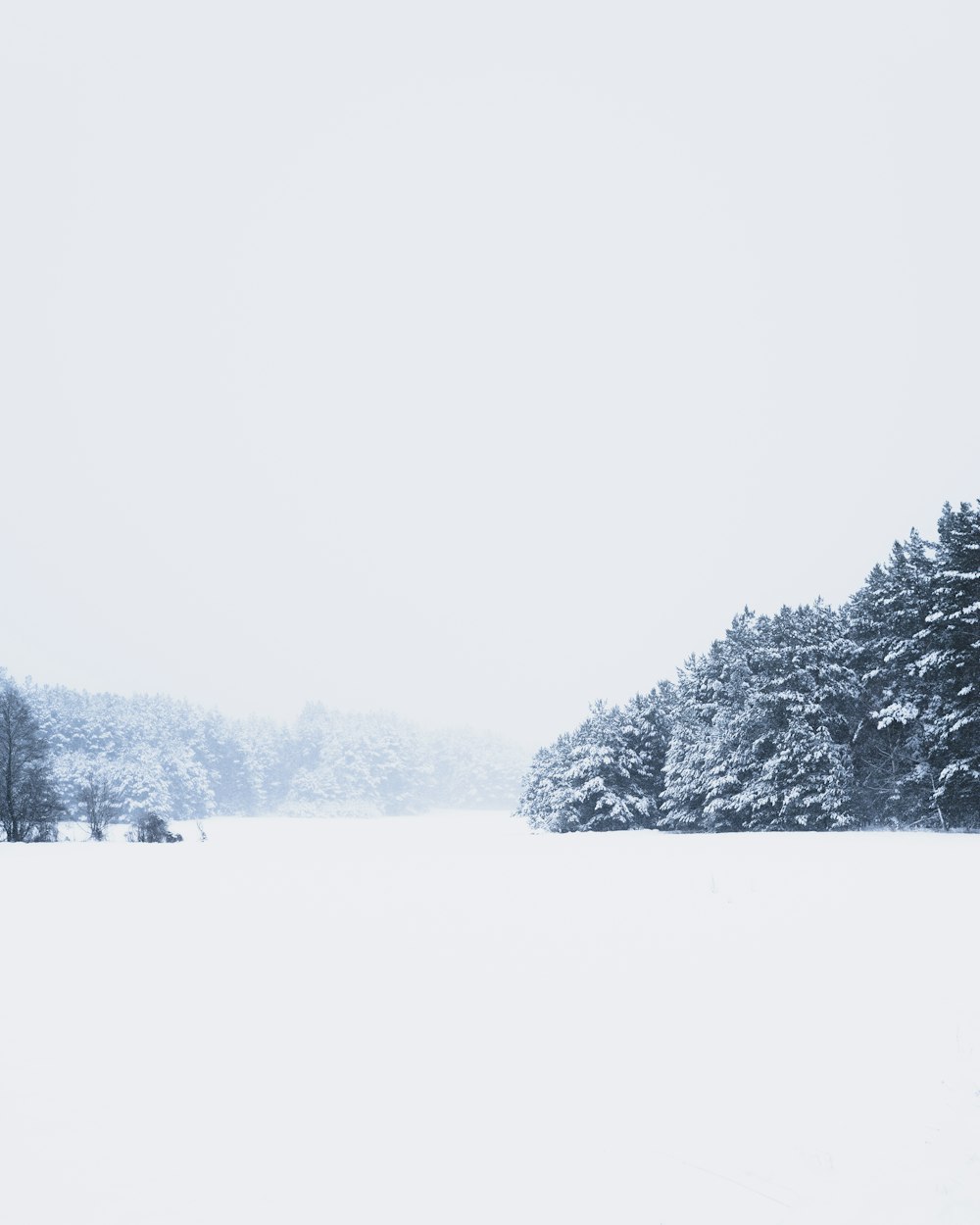 Photo en niveaux de gris d’arbres pendant la journée