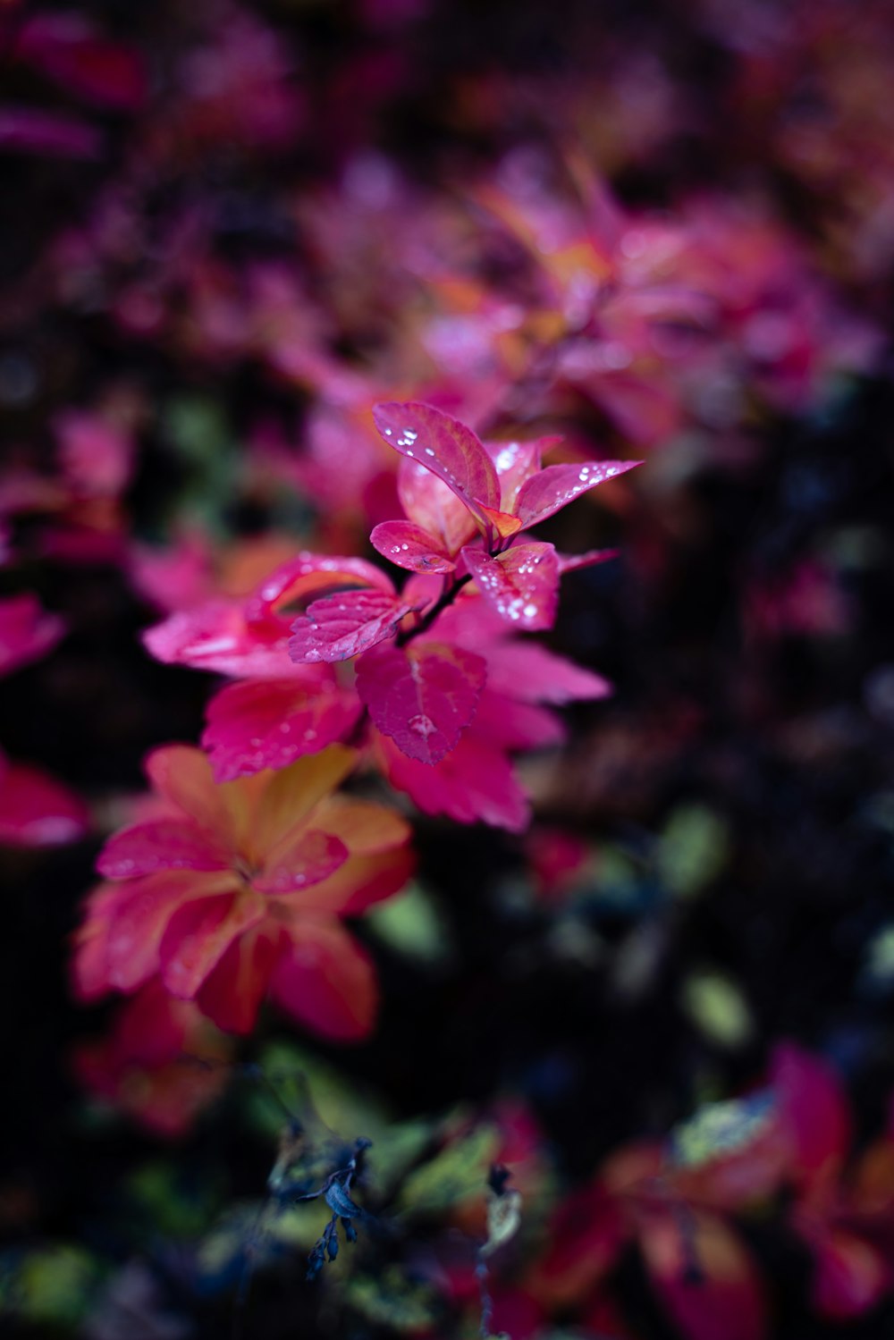 pink and red flower in tilt shift lens